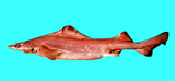 中文種名:低鰭刺鯊