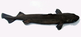 中文種名:葉鱗刺鯊
