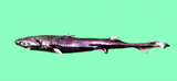 中文種名:斯普蘭汀烏鯊