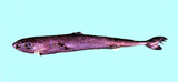 中文種名:阿里擬角鯊