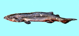 中文種名:庫克笠鱗鯊
