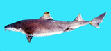 中文種名:長鬚卷盔鯊