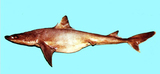 中文種名:高鰭角鯊