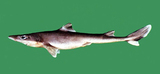 中文種名:日本角鯊