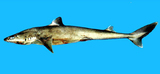 中文種名:長吻角鯊