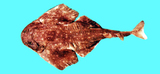 中文種名:星雲扁鯊