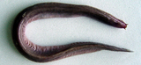 中文種名:紐氏黏盲鰻