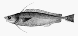 中文種名:細鱗擬深海鱈