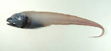 中文種名:扁索深鼬魚
