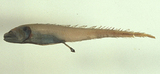 中文種名:大尾深水鼬魚
