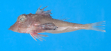 中文種名:棘黑角魚