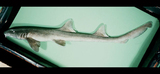 中文種名:灰斑狗鯊