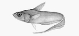 中文種名:錐鼻突吻鱈