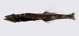 中文種名:黑圓罩魚