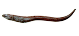 中文種名:多皺短身前肛鰻