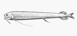 中文種名:單鬚刺巨口魚