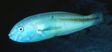 中文種名:塞隆海豬魚