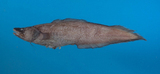中文種名:巴奇氏矛鼬魚