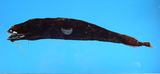 中文種名:大眼黑巨口魚