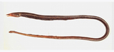 中文種名:小尾油蛇鰻