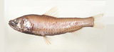 中文種名:多孔新燈魚