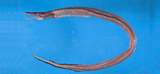 中文種名:前鼻鴨嘴鰻