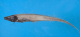 中文種名:頭棘孔鼬魚
