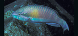 中文種名:灰尾鸚哥魚