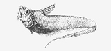 中文種名:矮頭短吻鼠尾鱈