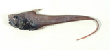 中文種名:里氏短吻鼠尾鱈
