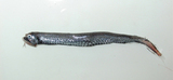 中文種名:星雲巨口魚