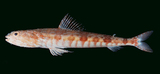 中文種名:羊角狗母魚