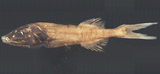 中文種名:絲尾塔氏魚