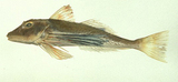 中文種名:大頭黑角魚