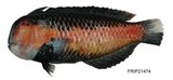 中文種名:黑背連鰭唇魚