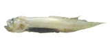 中文種名:棕斑盲鼬魚