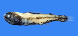 中文種名:雷氏眶燈魚