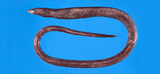 中文種名:高鰭蛇鰻