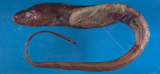 中文種名:少耙深海尾糯鰻