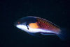 中文種名:藍身絲鰭鸚鯛