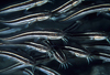 中文種名:線紋鰻鯰
