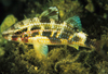 中文種名:短鬚海鯡鯉