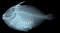 中文種名:黑邊角鱗魨