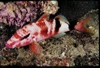 中文種名:多帶海鯡鯉