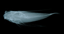 中文種名:東方飛角魚