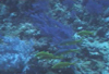 中文種名:圓口海緋鯉