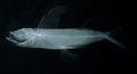 中文種名:長頜擬飛魚