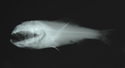 中文種名:厚頭犀孔鯛