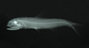 中文種名:渡瀨眶燈魚