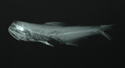 中文種名:喀氏眶燈魚